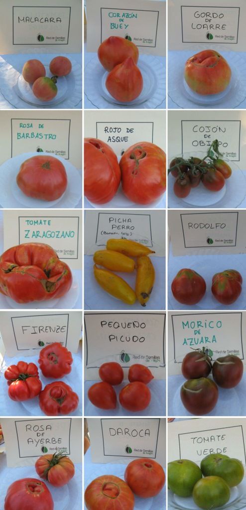 tomates bierge_blog