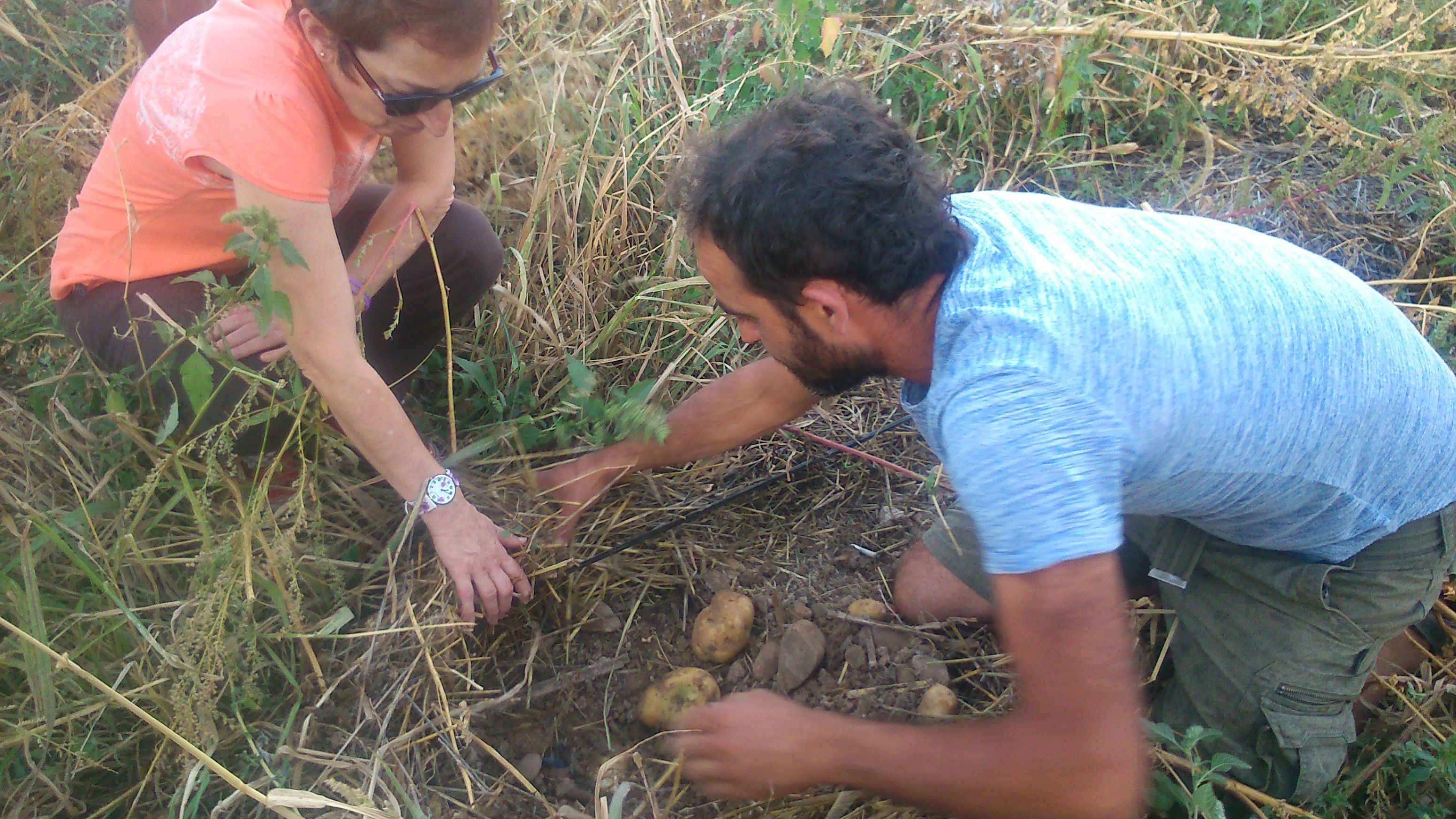 sacando patatas