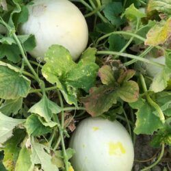 Melón blanco de Monegros