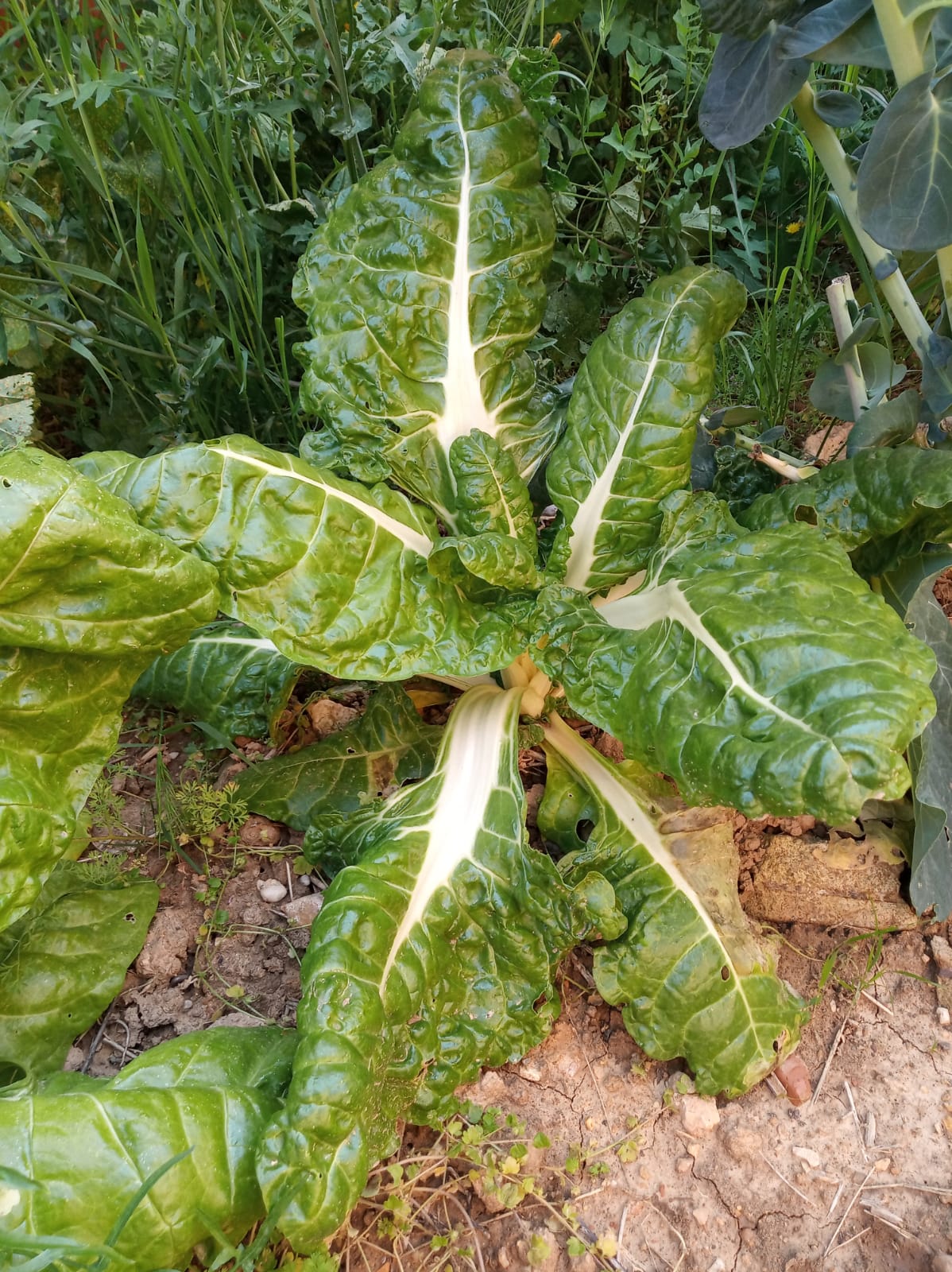 Acelga blanca de Alcorisa