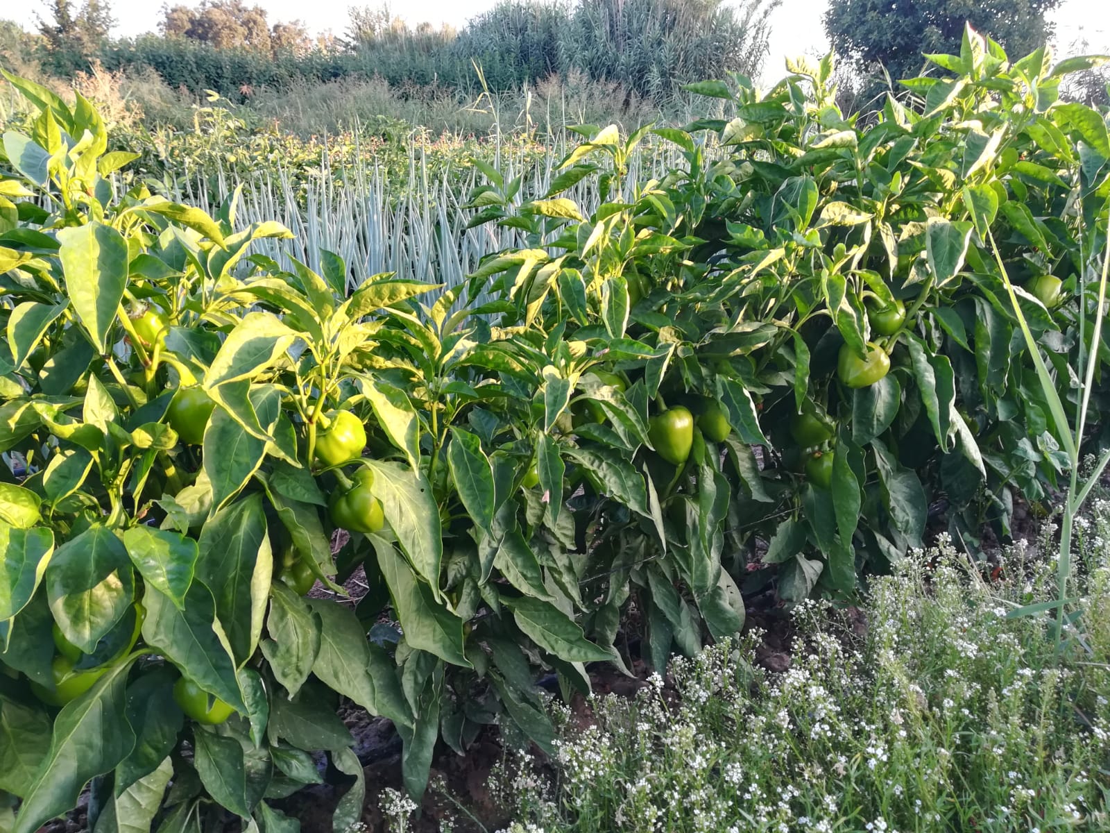Pimiento Luesia - Imagen 4