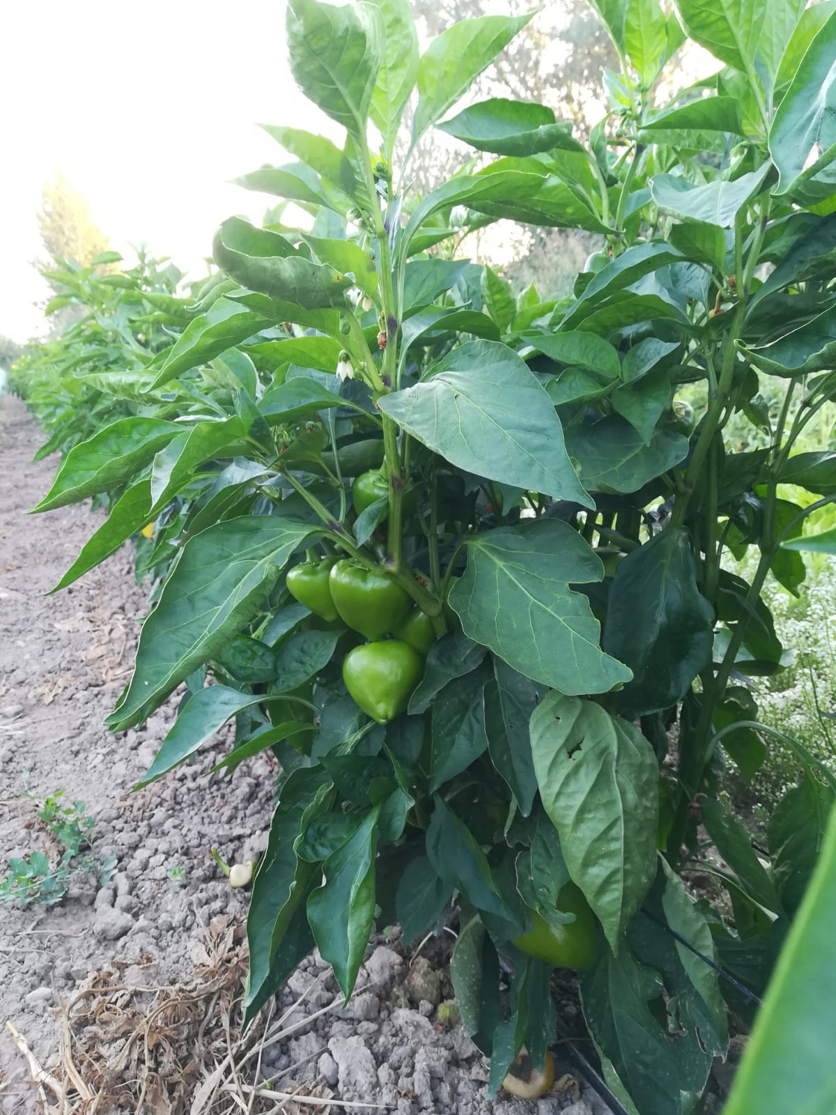 Pimiento Luesia - Imagen 3