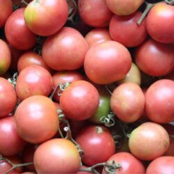 Tomate de colgar Serengue