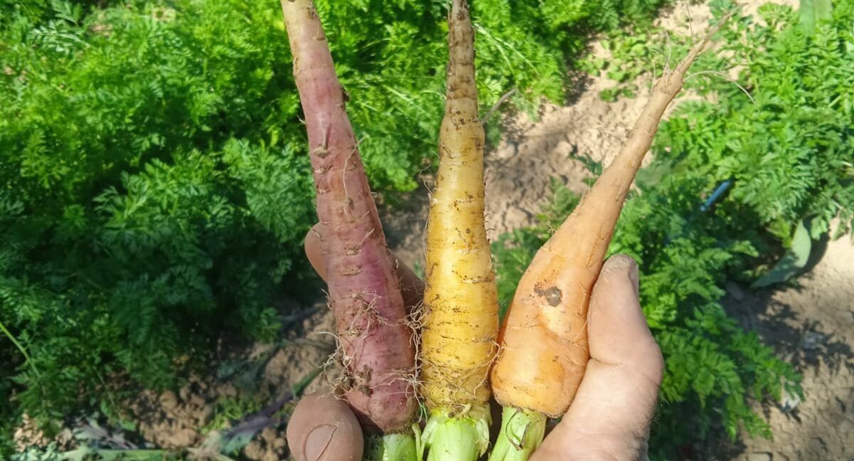 Entre zanahorias y lechugas