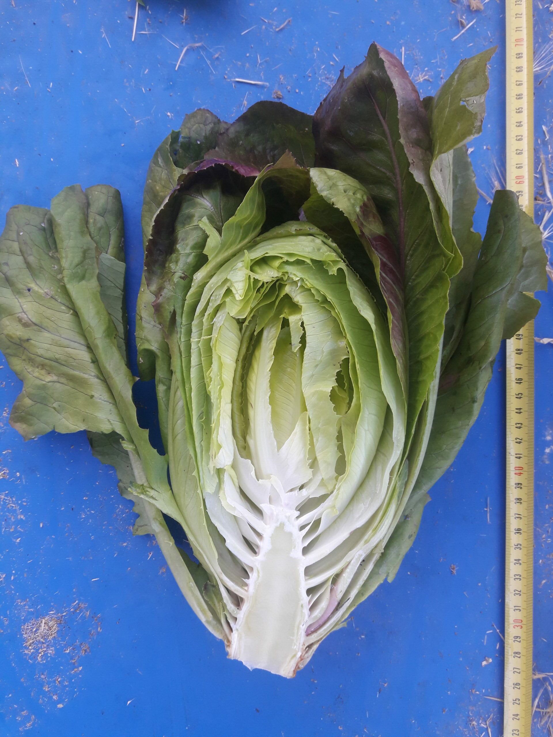 Lechuga morada de Alcorisa - Imagen 3