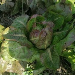 Lechuga negra de Calaceite