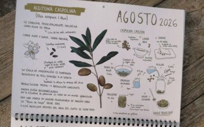 Agosto, mes de la Aceituna Caspolina
